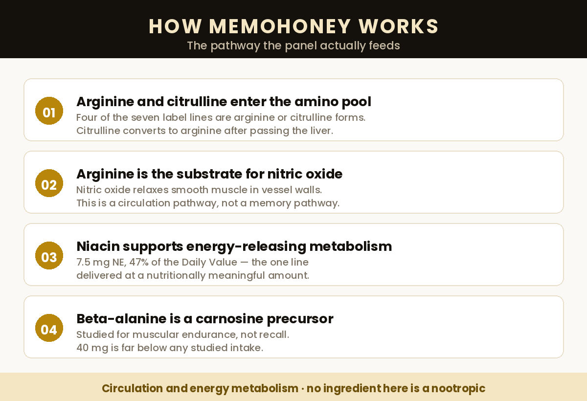 How MemoHoney works — four steps from amino acids to nitric oxide and energy metabolism